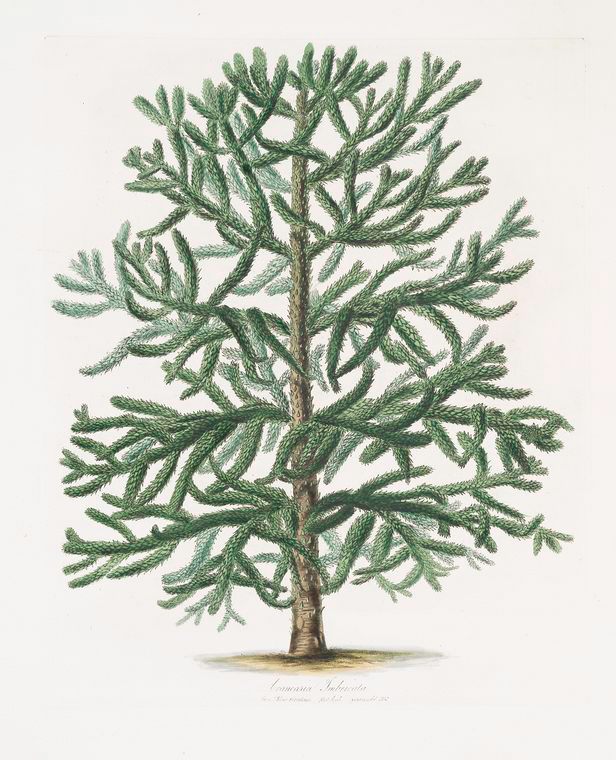 Araucaria imbricata (fully grown tree, from Kiew Gardens) - NYPL ...
