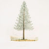 Araucaria imbricata  (from the City of Conception, S.America)