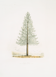 Araucaria imbricata  (from the City of Conception, S.America)