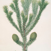 Arucaria Brasiliana = Brazil pine