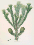 Arucaria Brasiliana = Brazil pine