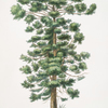 Arucaria Brasiliensis, Pinheiro do Brazil