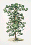 Arucaria Brasiliensis, Pinheiro do Brazil