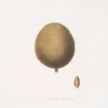 Cone of the Arucaria Brasiliana