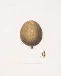Cone of the Arucaria Brasiliana