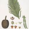 Arucaria excelsa = Norfolk Island pine