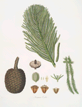 Arucaria excelsa = Norfolk Island pine