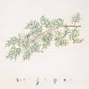Cupressus = Cedar of Goa