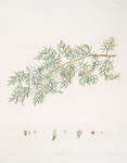 Cupressus = Cedar of Goa