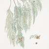 Cupressus pendula = Weeping cypress