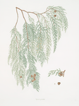 Cupressus pendula = Weeping cypress