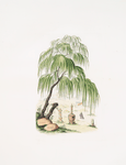 Cupressus pendula (under the tree a man is kneeling down)