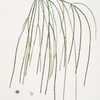 Thuja pendula