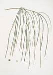 Thuja pendula