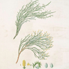 Dacrydium cupressinum = New Zealand spruce