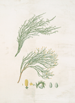 Dacrydium cupressinum = New Zealand spruce