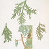 Thuja dolabrata = Broad-leaved arbor vitae.