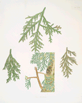 Thuja dolabrata = Broad-leaved arbor vitae.