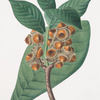 Quercus grandifolia = Magnolia-leaved oak.