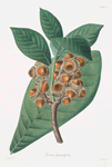 Quercus grandifolia = Magnolia-leaved oak.
