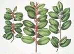 Ilex Paraguensis = Tea-tree of Paraguay.