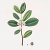Ilex Paraguensis (miniatute branch with white flowers)