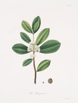 Ilex Paraguensis (miniatute branch with white flowers)