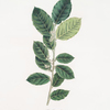 Ilex gongonha = Brazilian Tea-tree.(Brazil Holly)