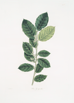 Ilex gongonha = Brazilian Tea-tree.(Brazil Holly)