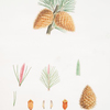 Pinus pungens = Prickly-coned pine. (Table-mountain pine or Hickory pine)