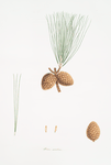 Pinus serotina = Pond pine.