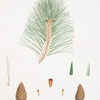 Pinus teocote = Twisted-leaved pine.