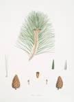Pinus teocote = Twisted-leaved pine.