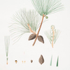 Pinus leiophylla = Soft-leaved pine. (Smooth-leaved pine)