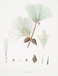 Pinus leiophylla = Soft-leaved pine. (Smooth-leaved pine)