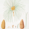 Pinus canariensis = Canary pine.
