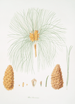 Pinus canariensis = Canary pine.