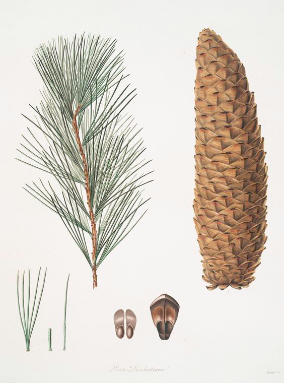 Строение веток хвои шишек и семян. Pinus lambertiana. Pinus lambertiana шишки. Шишка сосны Pinus lambertiana. Сосна Ламберта семена.