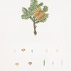 Pinus fraseri = Double-balsam fir.