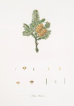 Pinus fraseri = Double-balsam fir.