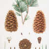 Pinus gerardiana = Short-leaved Nepal pine [Chilgoza pine]