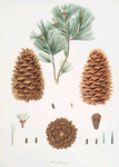 Pinus gerardiana = Short-leaved Nepal pine [Chilgoza pine]