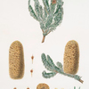 Pinus nobilis = Large-bracted fir.