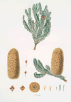 Pinus nobilis = Large-bracted fir.