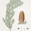 Pinus grandis = Great fir.