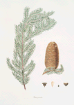 Pinus grandis = Great fir.