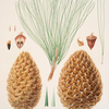Pinus sabiniana = Great prickly-coned pine. [Digger pine]