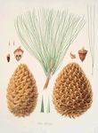 Pinus sabiniana = Great prickly-coned pine. [Digger pine]