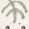Pinus religiosa = Mexican silver fir.