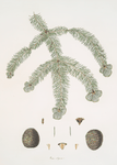 Pinus religiosa = Mexican silver fir.